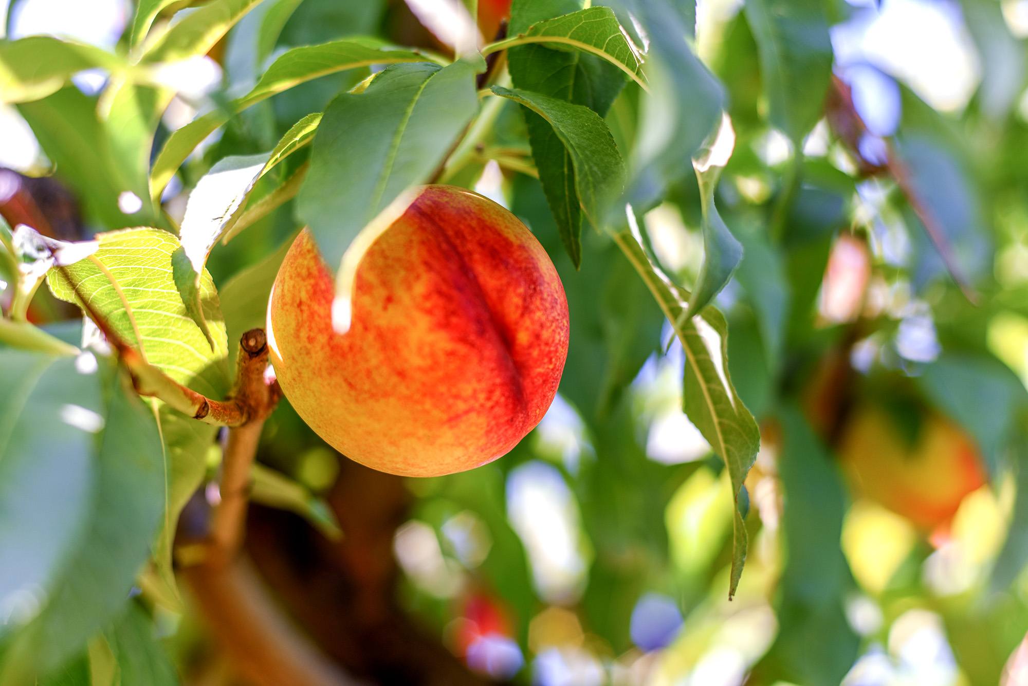 Nectarines
